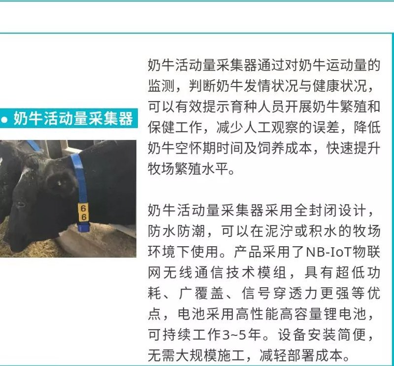 饲料投喂新体验：智能设备如何改变养猪场的日常